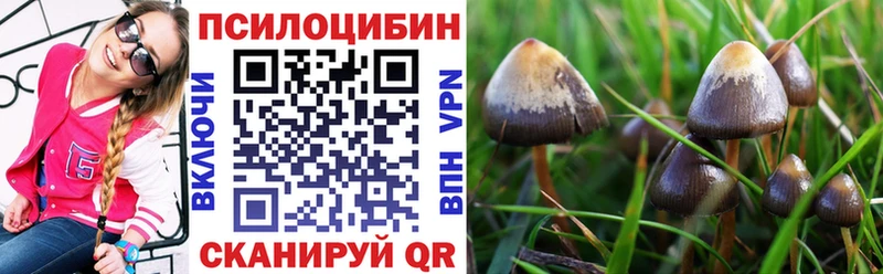 ОМГ ОМГ маркетплейс  Кингисепп  Галлюциногенные грибы Cubensis 